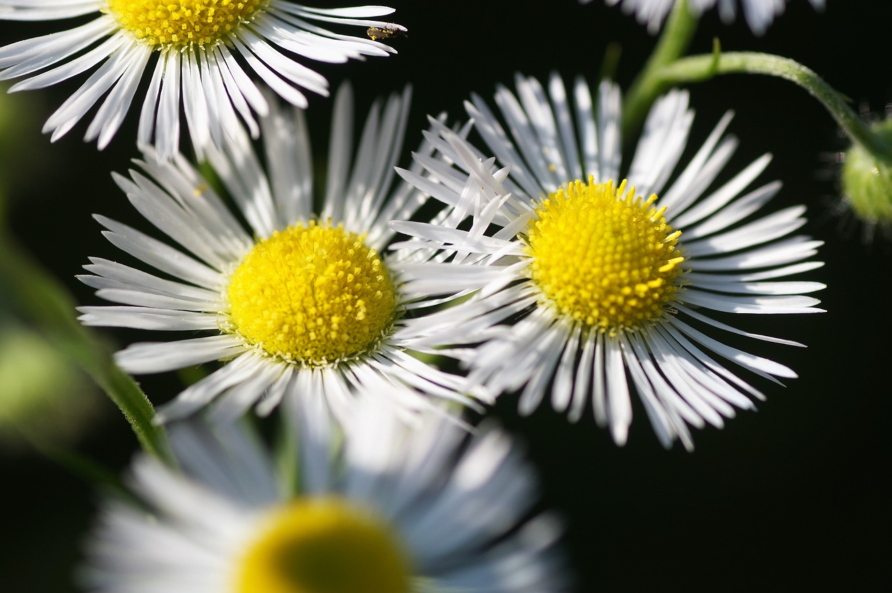 How to Manage Weeds in Your Garden Eco-Friendly Way